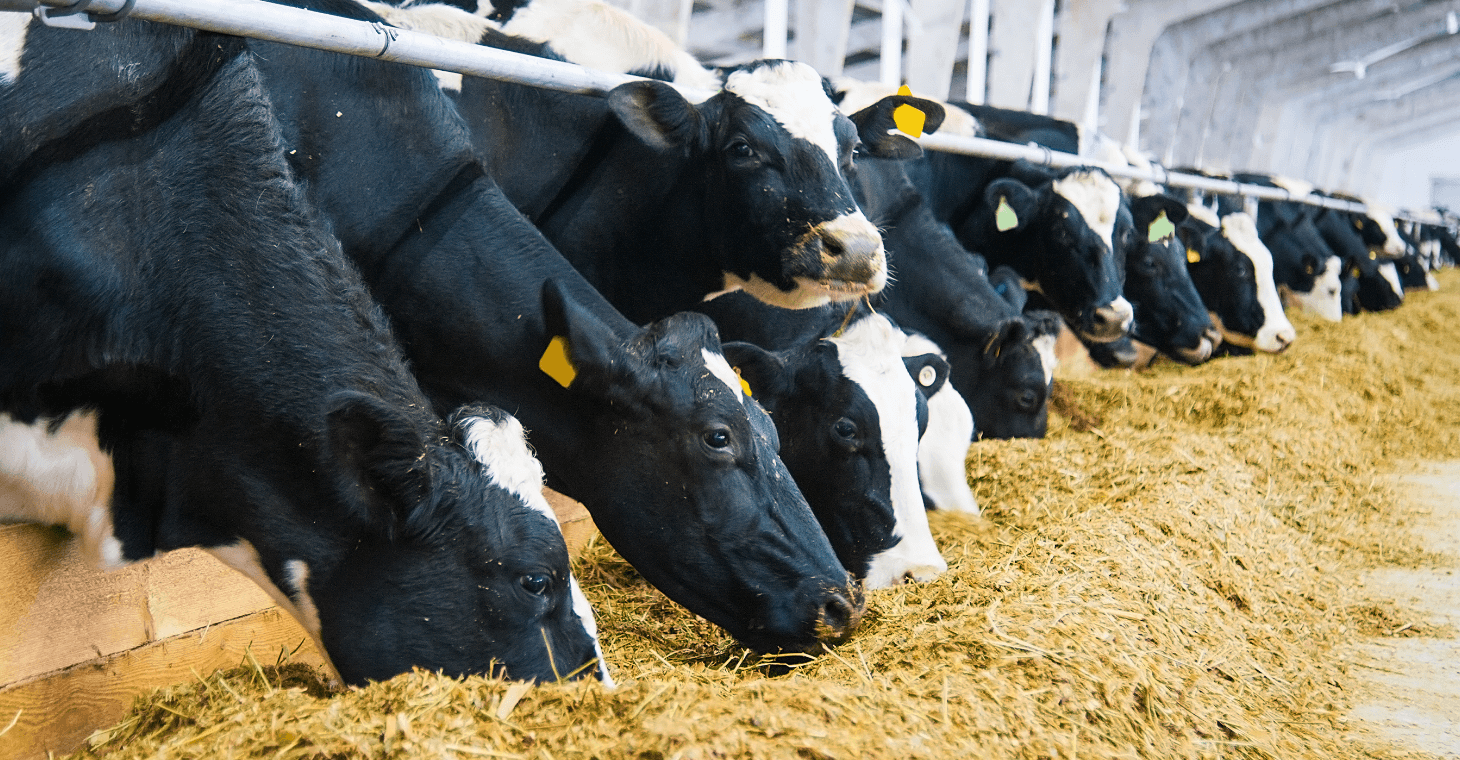 Eprinex offre une maîtrise à large spectre contre les parasites internes et externes