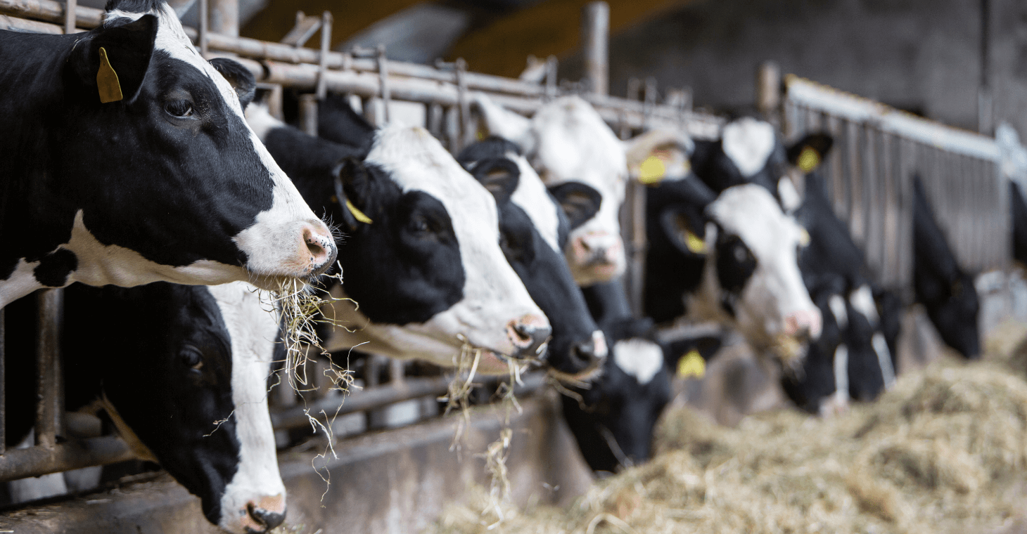 J-VAC - protection du troupeau entier contre la mammite