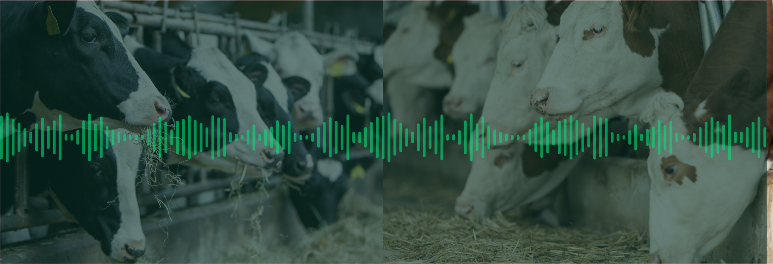 Herd Health Podcast Header