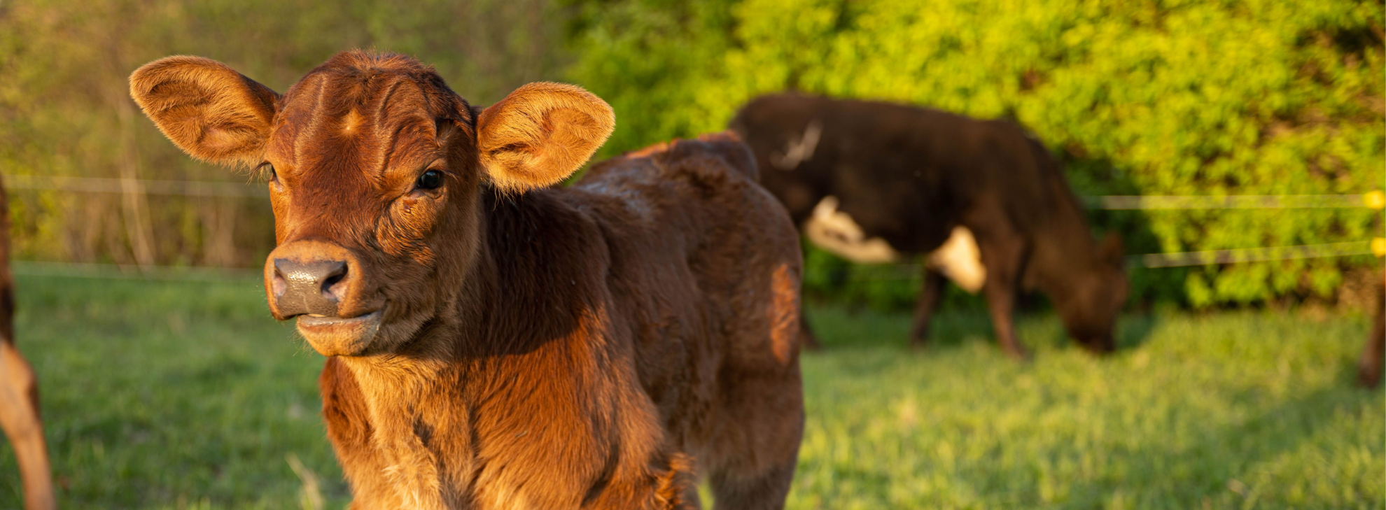 Calf Health