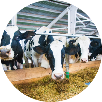 Dairy Cows