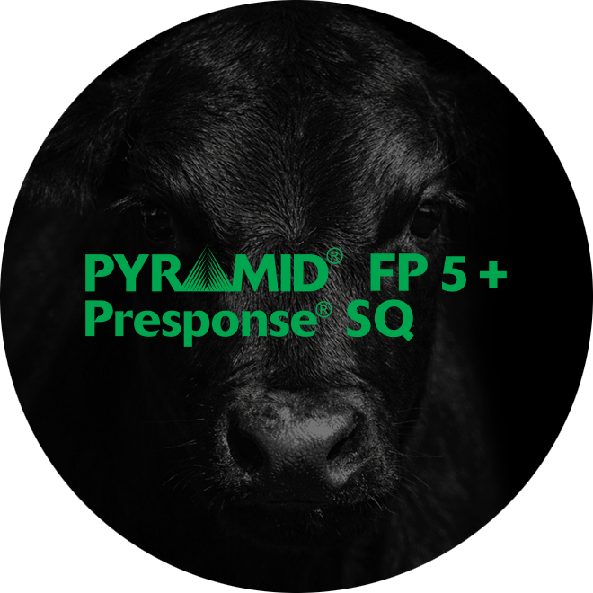 pyramid round graphic